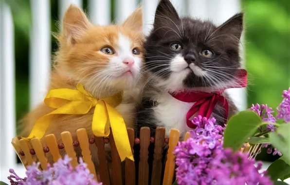 Взгляд, кошки, цветы, котенок, черно-белый, весна, рыжий, котята