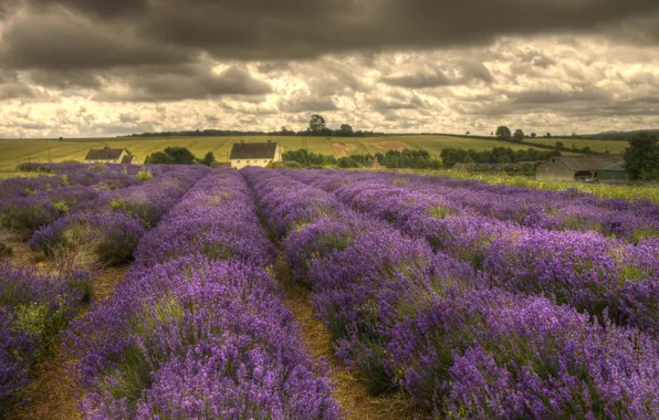 Flowers, houses, lavender, countryside, farm, cloudy, farmland, lavender fields