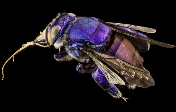 Картинка макро, природа, орхидейная пчела, фиолетовое насекомое, глаза- крылья -лапки -хоботок-ворсинки