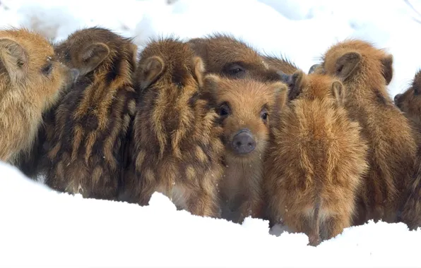 Зима, снег, Бельгия, поросята, кабанчики