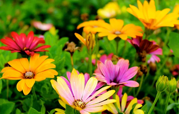 Цветок, сад, flower, garden, остеоспермум, osteospermum