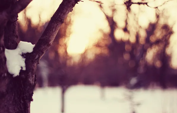 Картинка зима, небо, солнце, свет, снег, закат, дерево, поляна