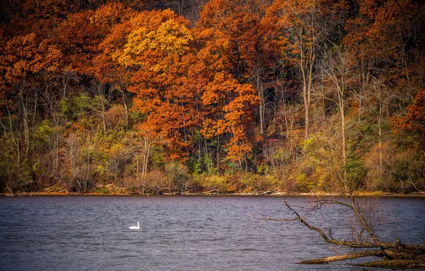 Картинка осень, лес, озеро, лебедь