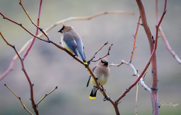 Птицы, ветки, хохолок, свиристель, Birds Around the House