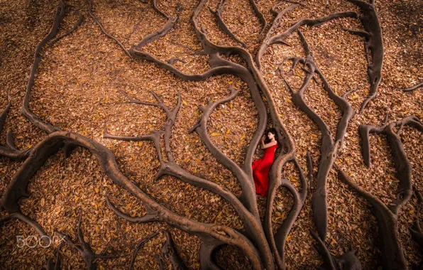 Картинка осень, девушка, корни, дерево, листва, в красном