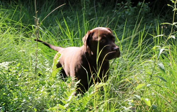 Nature, Dog, Retriever, Labrador