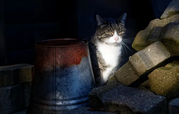 Кошка, кот, взгляд, свет, поза, темный фон, стройка, кирпичи
