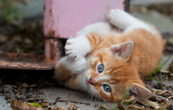 Осень, кошка, взгляд, листья, металл, поза, котенок, лапки