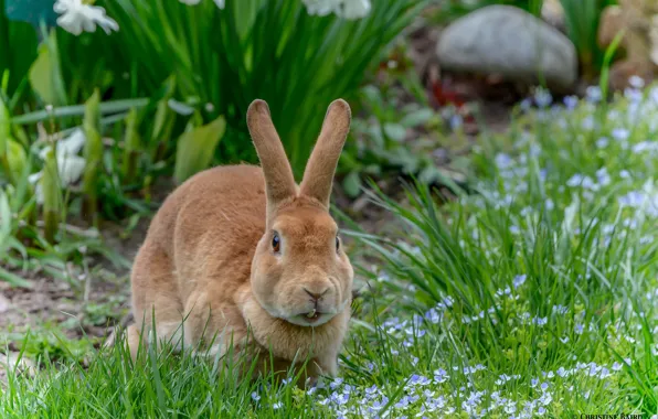 Цветы, зубы, кролик