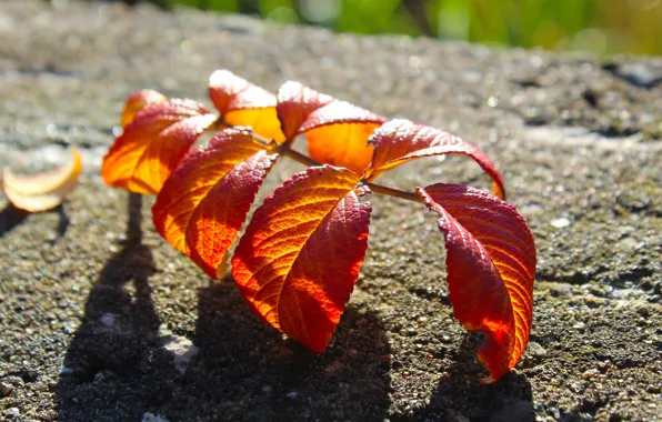 Red, autumn, leaf
