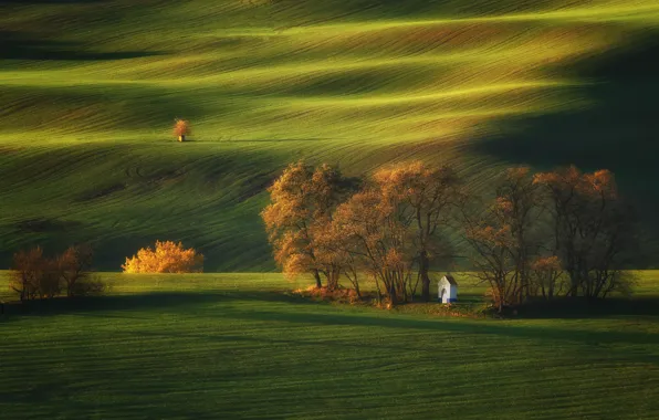 Картинка свет, деревья, природа, поля