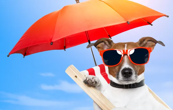 Картинка природа, отдых, собака, зонт, очки, стул, nature, dog