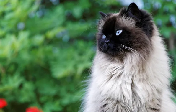 Зелень, кошка, кот, взгляд, природа, фон, портрет, голубоглазая