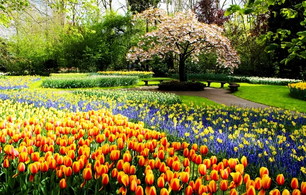 Трава, деревья, цветы, парк, дорожка, тюльпаны, Нидерланды, цветущее дерево
