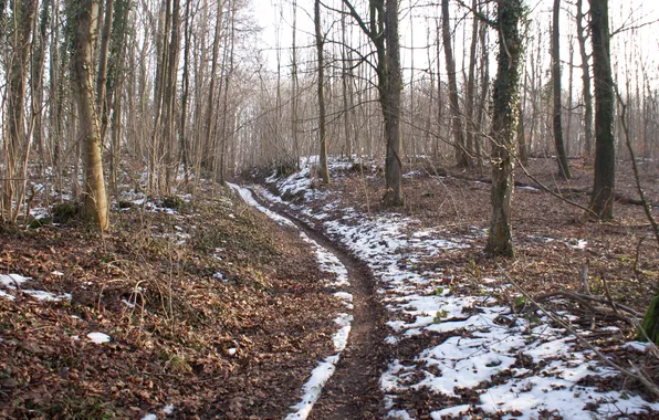 Зима, лес, снег, природа, forest, winter, landscapes, path