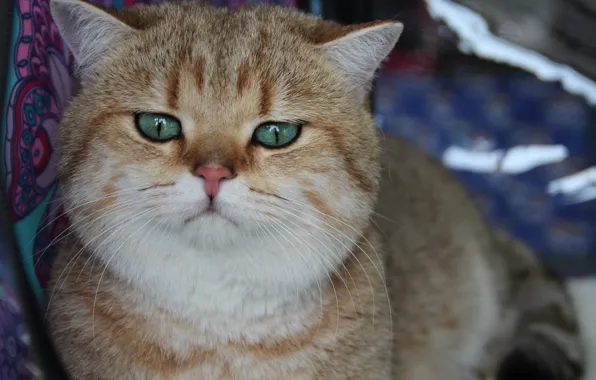 Кот, кошки, коты, fistashkos, кот крупно, кошачий взгляд