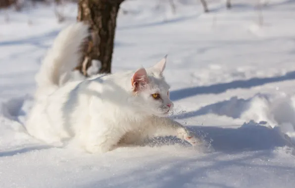 Зима, кошка, белый, кот, взгляд, свет, снег, ветки