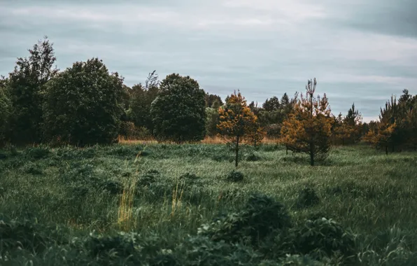 Зелень, лес, село, деревня, Пейзаж, деревь
