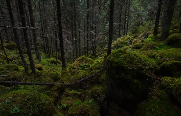 Лес, деревья, природа, камни, мох, Финляндия, Finland, Хаусъярви