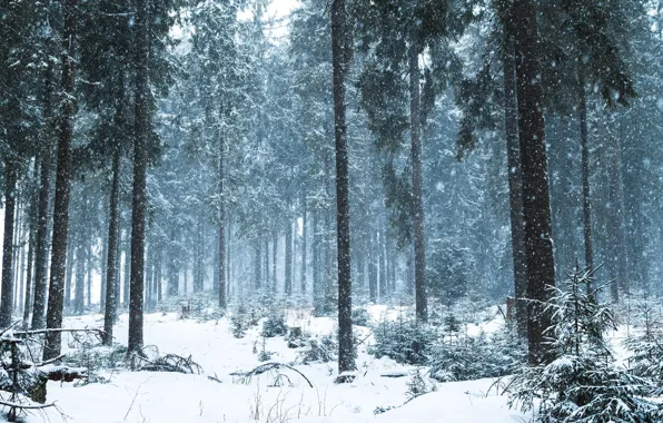Картинка лес, снег, деревья, природа, Romania, Румыния, Буковина, Mihai Burlacu
