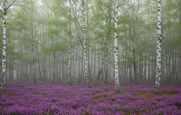 Весна, wallpaper, берёза, роща, spring, birch, grove