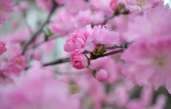 Розовый, красота, весна, лепестки, Сакура, цветение