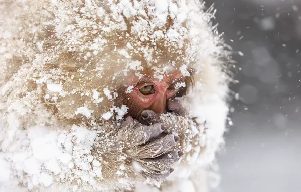 Картинка снег, природа, Snowmonkeys