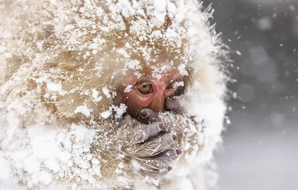 Снег, природа, Snowmonkeys