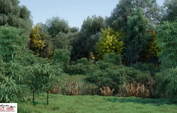 Лето, природа, растительность, овраг, the pond