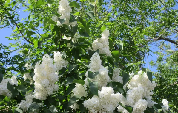 Цветы, куст, сирень, белая сирень, весна 2018, Meduzanol ©