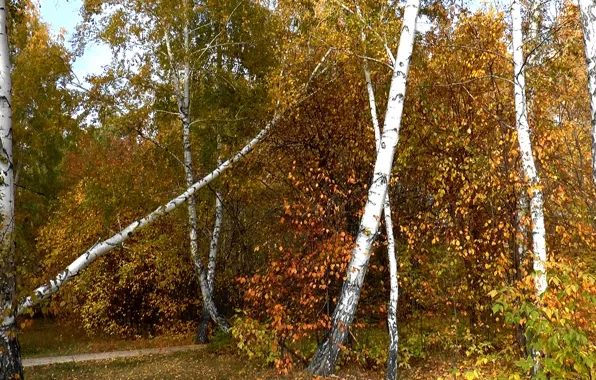 Лес, Осень, берёзы, фон рабочего стола