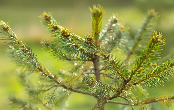 Green, spruce, twigs