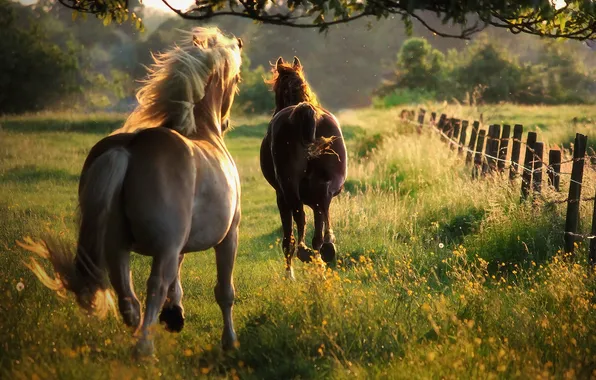 Картинка лето, свобода, природа, лошади