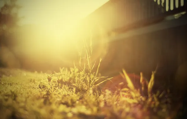 Картинка трава, солнце, двор