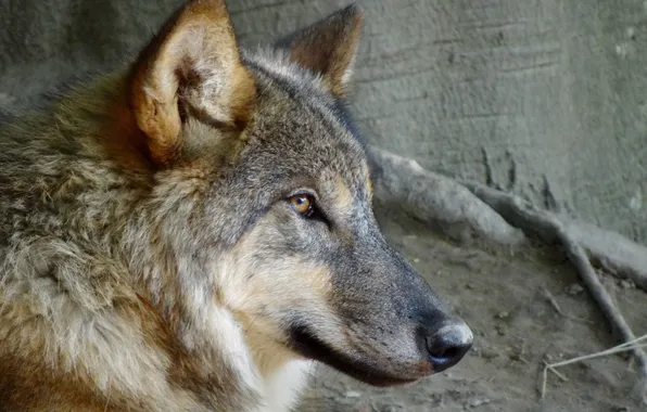 Картинка nature, snow, predator, face, animal, wolf, wildlife, portrait