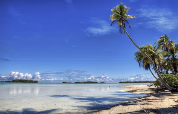 Картинка пляж, пальма, берег, остров, рай