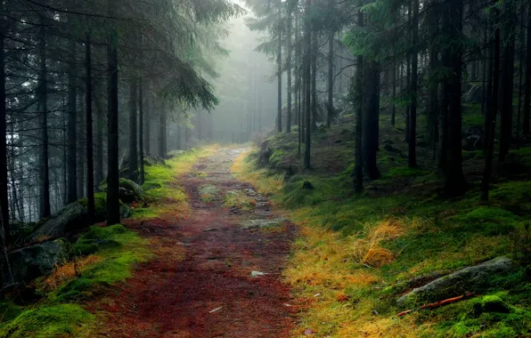 Картинка дорога, лес, деревья, туман, камни, мох, ель, Пейзажи