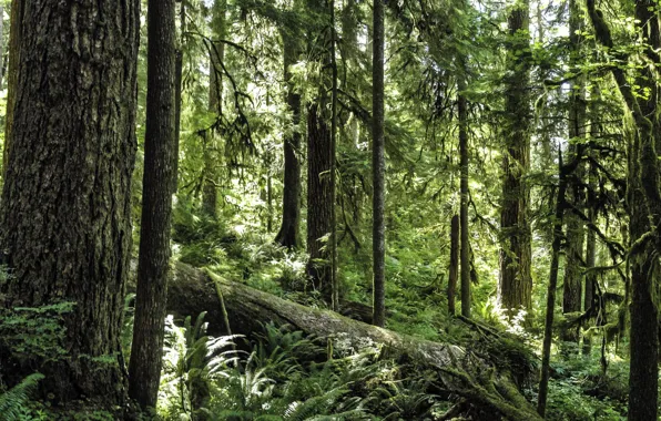 Картинка лес, деревья, природа, USA, США, Olympic National Park, национальный парк Олимпик