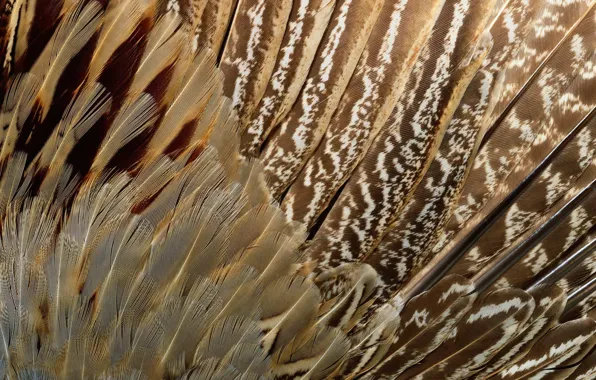 Текстура, animal texture, фон на рабочий, перья экзотической птицы