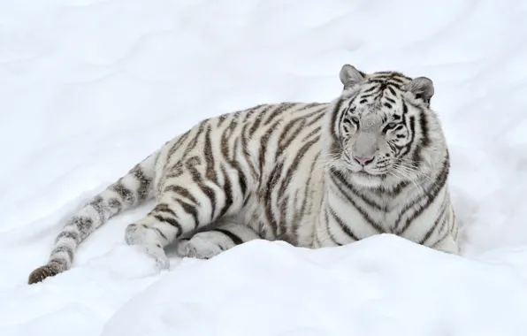 Картинка белый, снег, тигр, хищник