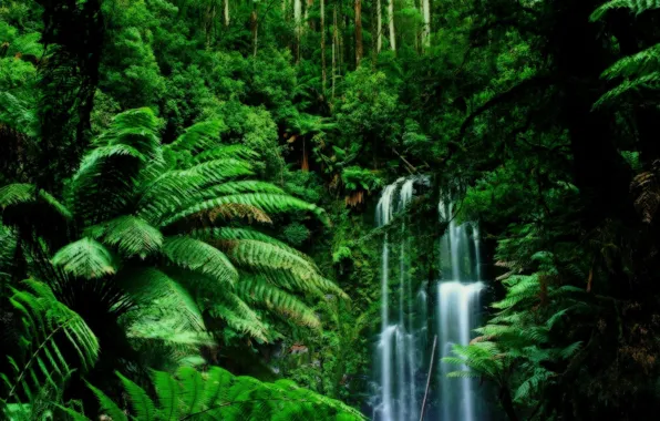 Картинка зелень, листва, водопад, Джунгли, лианы