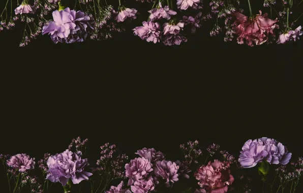 Картинка цветы, розы, colorful, розовые, черный фон, black, pink, flowers