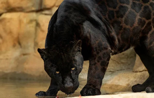 Картинка взгляд, морда, вода, поза, камни, пантера, водопой