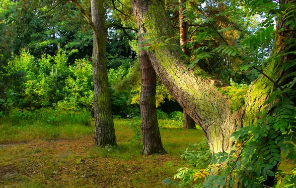 Tree, branch, moss, twig