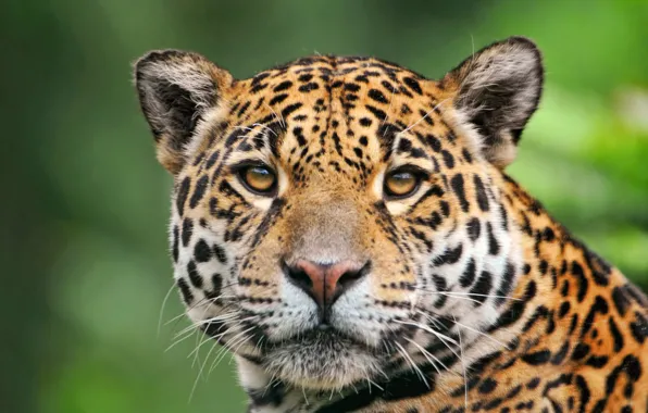 Картинка ягуар, смотрит, красавец