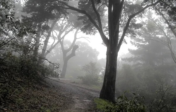 Туман, дерево, тропинка, лесная