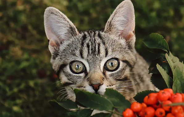 Кошка, взгляд, поза, ягоды, котенок, мордашка, рябина