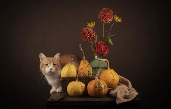 Кошка, кот, взгляд, цветы, поза, темный фон, котенок, стол