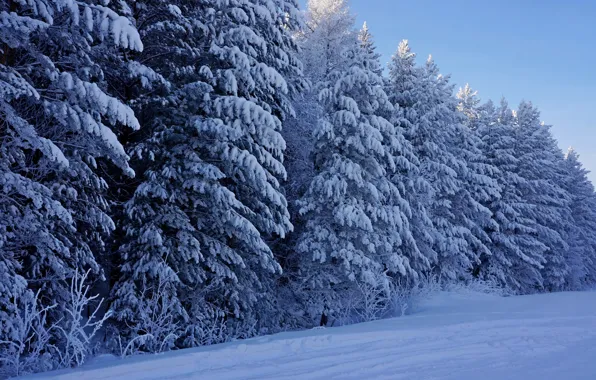 Зима, лес, снег, деревья, природа, елки, мороз