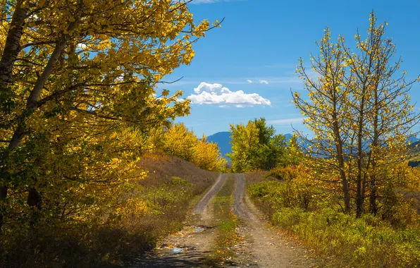 Дорога, осень, лес, облака, деревья, ветки, синева, холмы